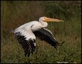 _9SB9953 american white pelican